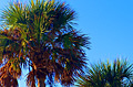 palm trees